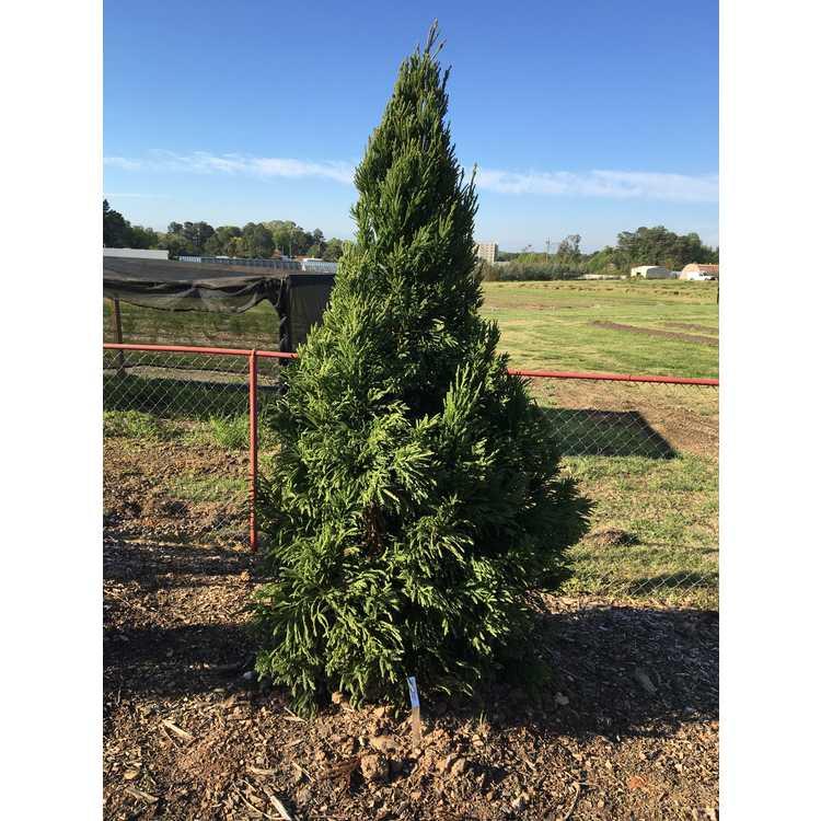 Cryptomeria Japonica 'rein's Dense Jade' - View 11 from www redcrocus com