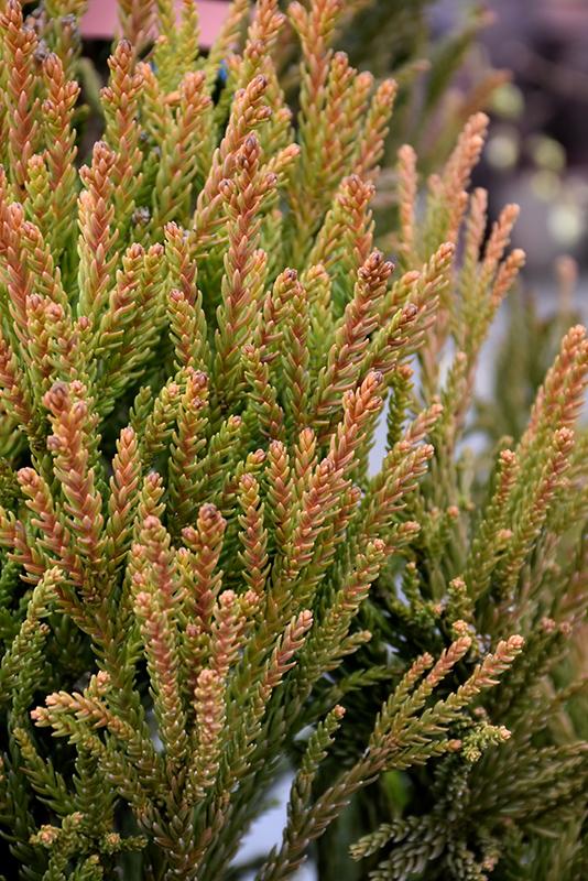 Cryptomeria Japonica 'rein's Dense Jade' - View 12 from www redcrocus com