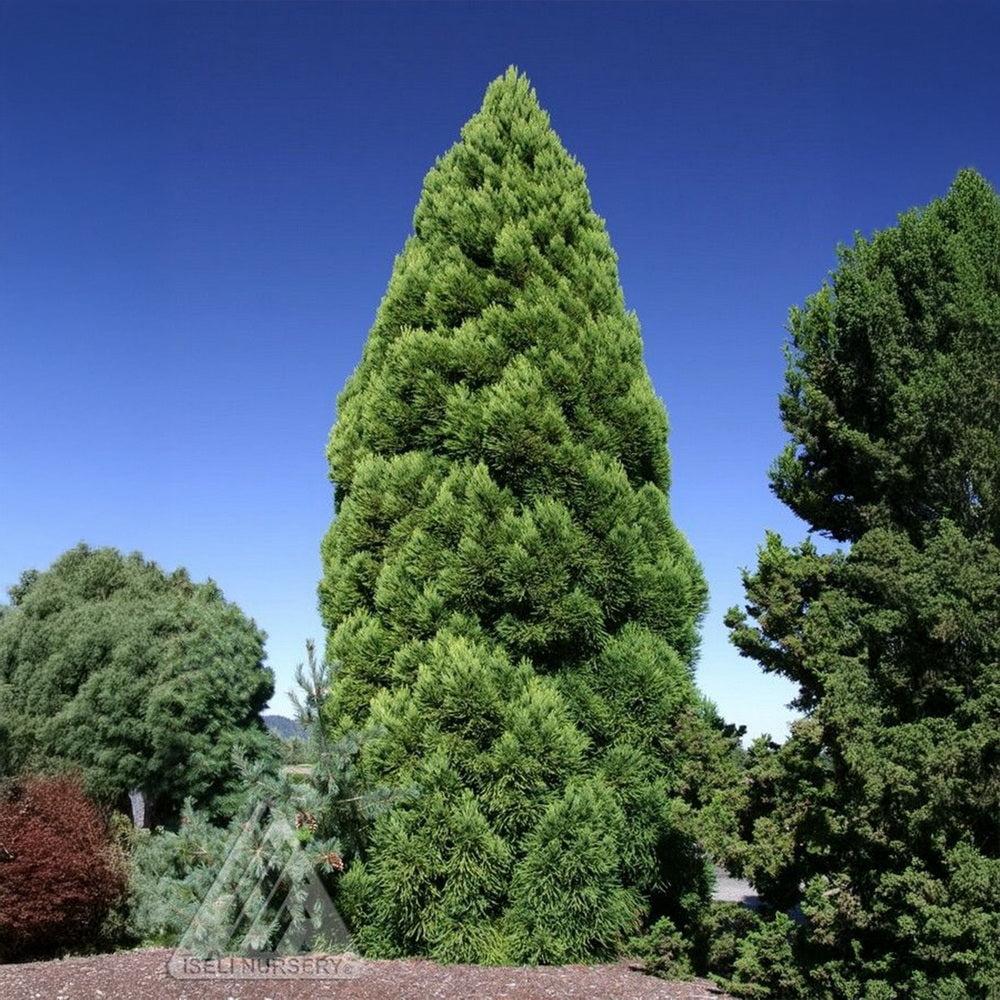 Cryptomeria Japonica 'rein's Dense Jade' - View 16 from www redcrocus com