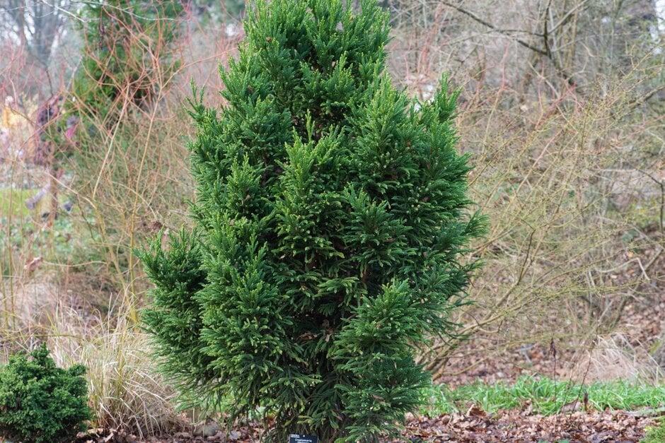 Cryptomeria Japonica 'rein's Dense Jade' - View 19 from www redcrocus com