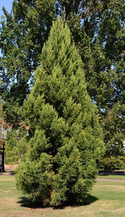 Cryptomeria Japonica 'rein's Dense Jade' - View 1 from www redcrocus com