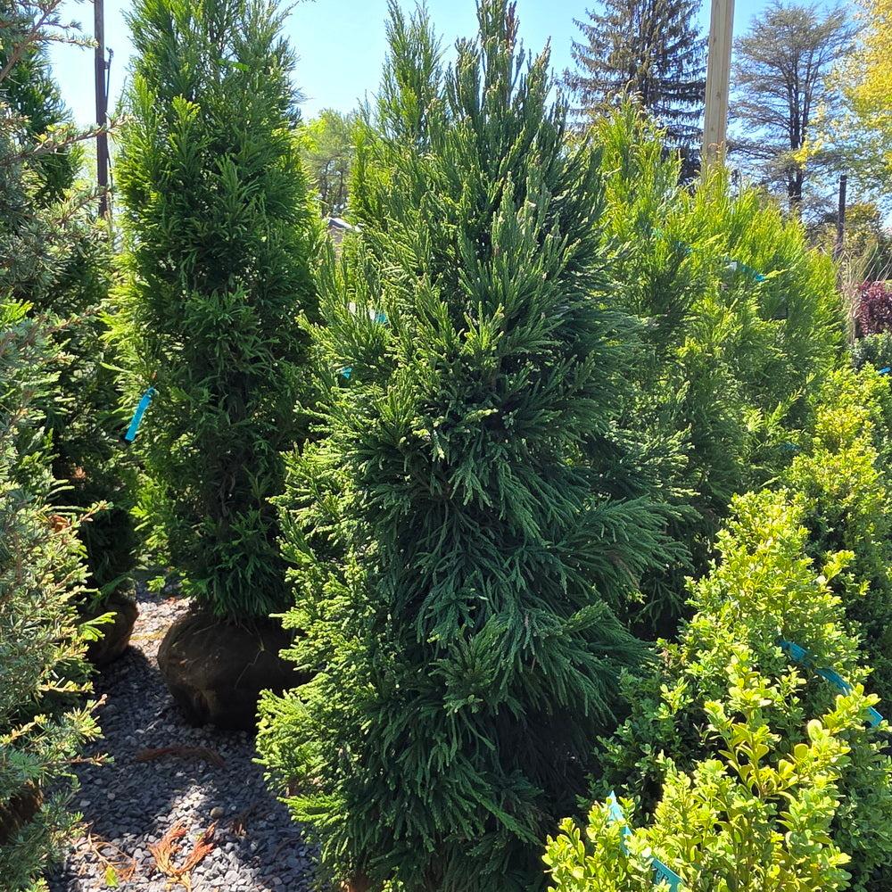 Cryptomeria Japonica 'rein's Dense Jade' - View 22 from www redcrocus com