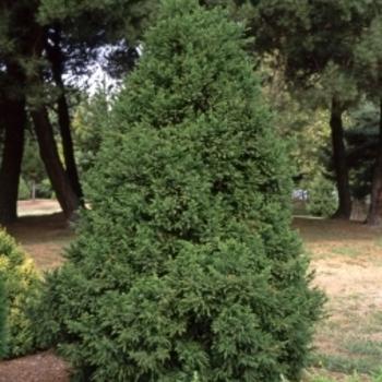 Cryptomeria Japonica 'rein's Dense Jade' - View 24 from www redcrocus com