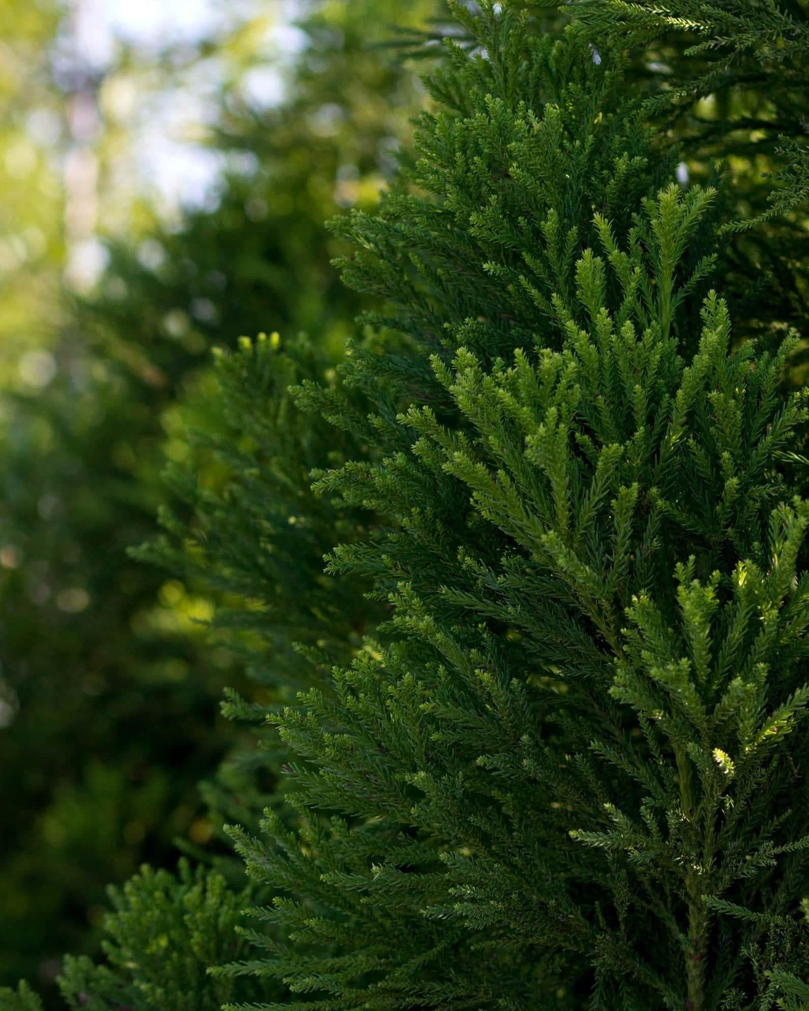 Cryptomeria Japonica 'rein's Dense Jade' - View 28 from www redcrocus com
