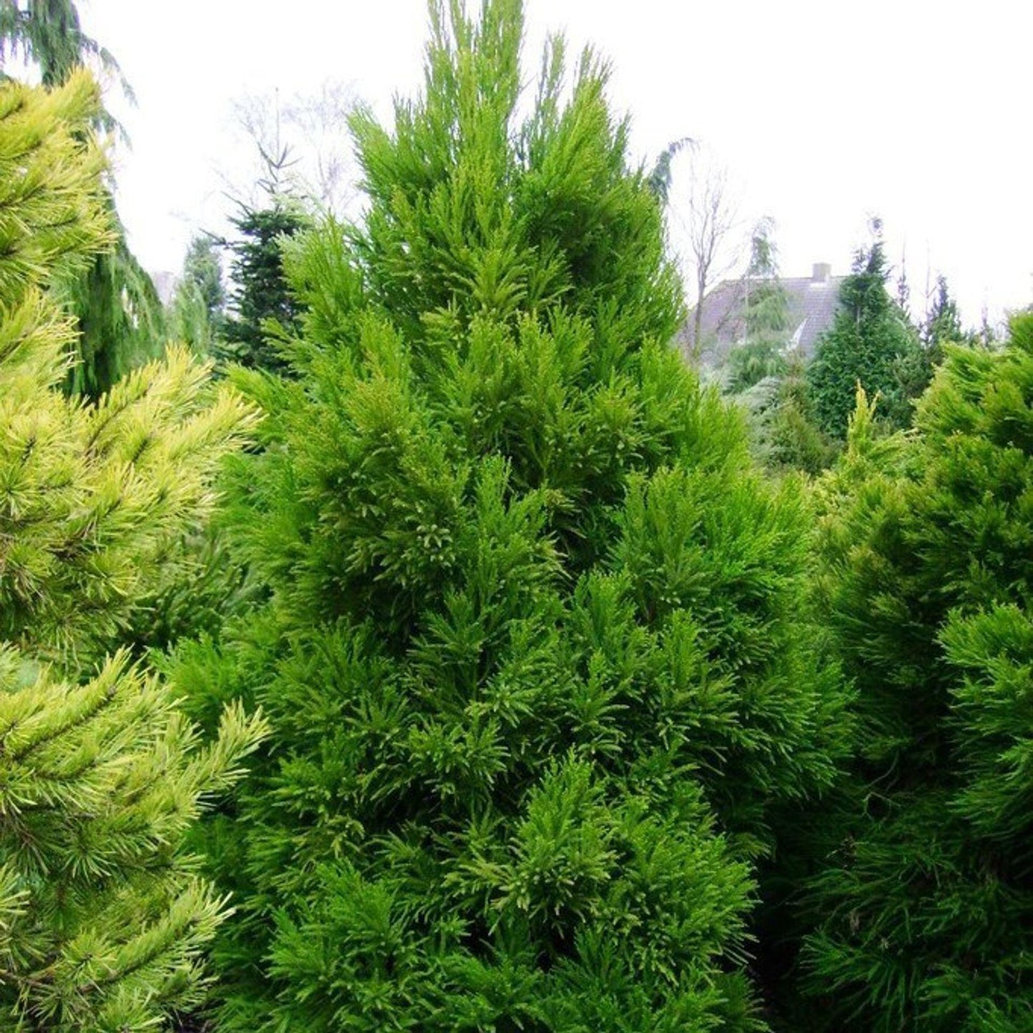Cryptomeria Japonica 'rein's Dense Jade' - View 29 from www redcrocus com
