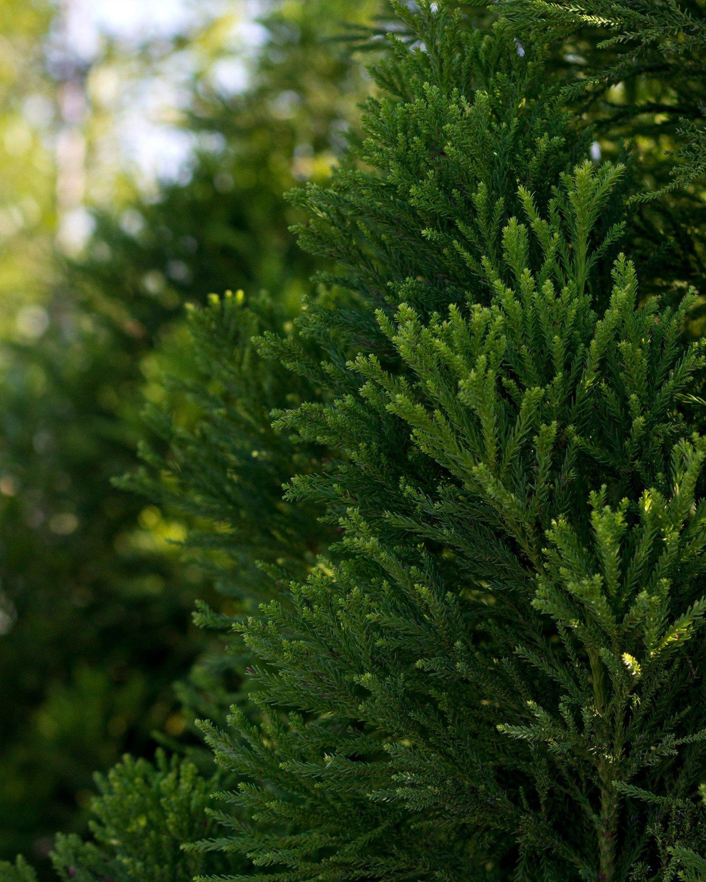 Cryptomeria Japonica 'rein's Dense Jade' - View 32 from www redcrocus com
