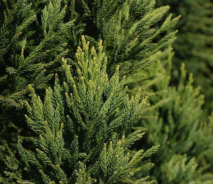 Cryptomeria Japonica 'rein's Dense Jade' - View 6 from www redcrocus com