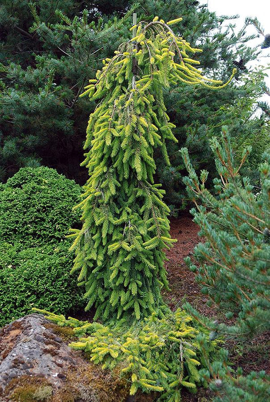 Picea Abies 'gold Drift' - View 10 from www redcrocus com