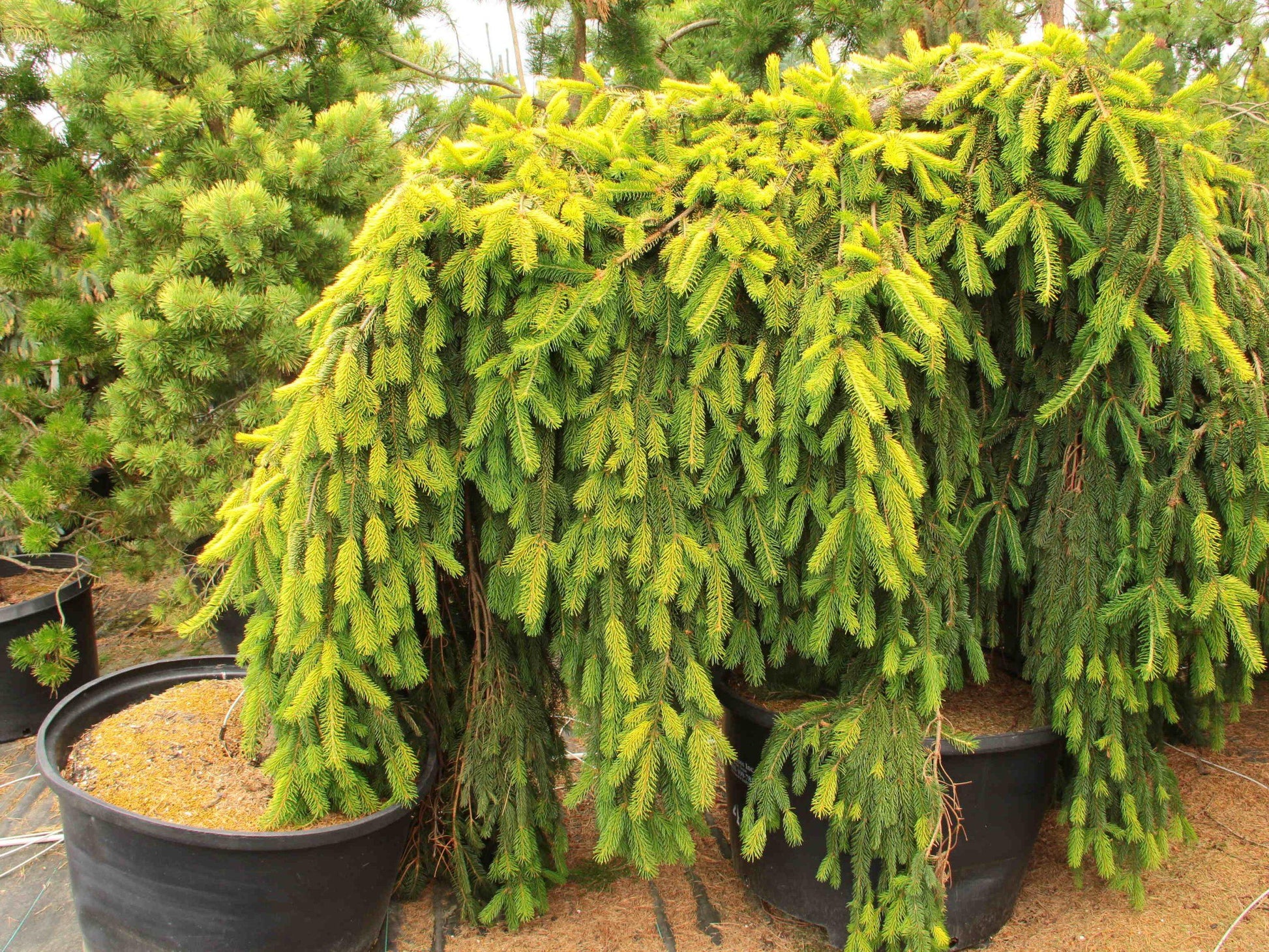 Picea Abies 'gold Drift' - View 9 from www redcrocus com