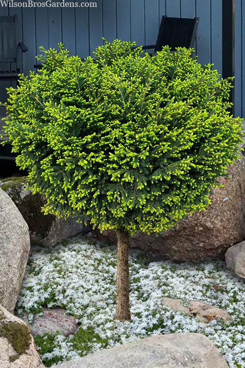 Picea Orientalis 'bergman's Gem' - View 10 from www redcrocus com
