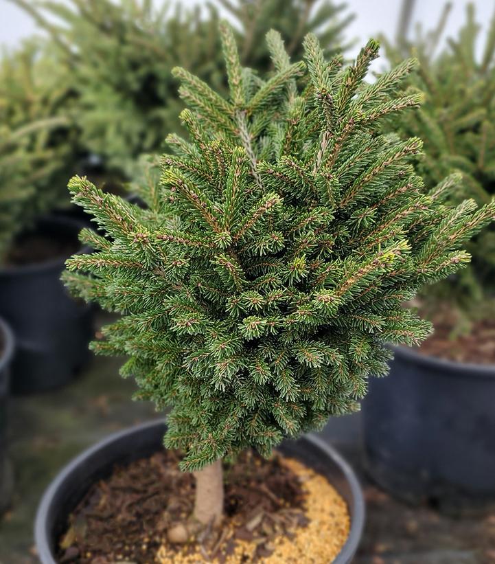 Picea Orientalis 'bergman's Gem' - View 11 from www redcrocus com
