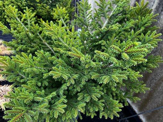 Picea Orientalis 'bergman's Gem' - View 13 from www redcrocus com