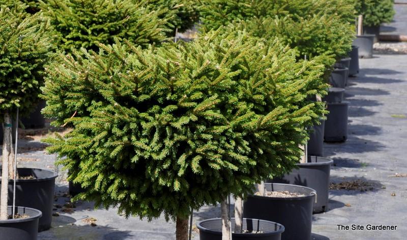Picea Orientalis 'bergman's Gem' - View 15 from www redcrocus com