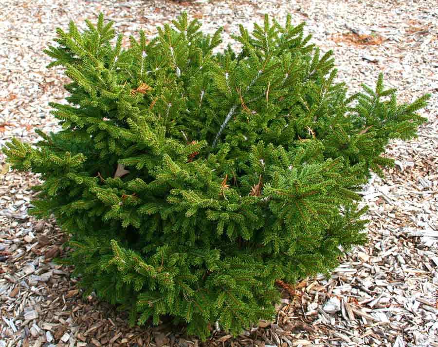 Picea Orientalis 'bergman's Gem' - View 16 from www redcrocus com