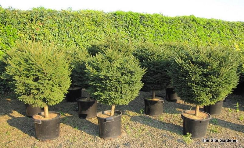 Picea Orientalis 'bergman's Gem' - View 17 from www redcrocus com