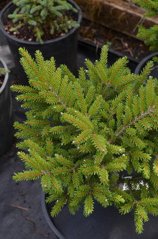 Picea Orientalis 'bergman's Gem' - View 18 from www redcrocus com