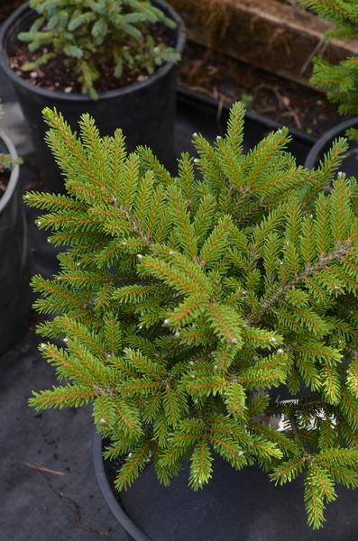 Picea Orientalis 'bergman's Gem' - View 19 from www redcrocus com