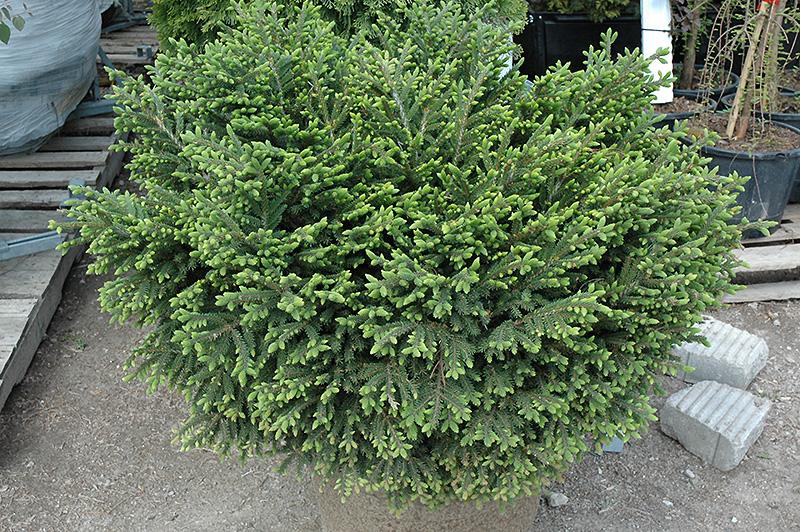 Picea Orientalis 'bergman's Gem' - View 1 from www redcrocus com