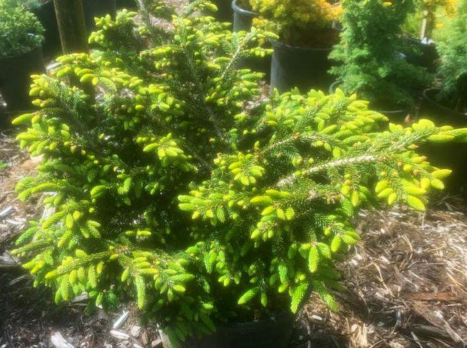 Picea Orientalis 'bergman's Gem' - View 20 from www redcrocus com