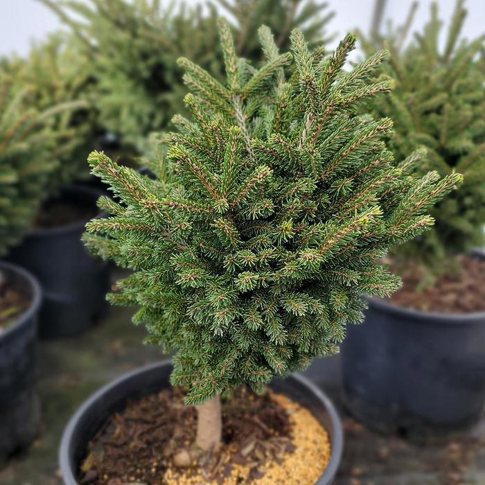 Picea Orientalis 'bergman's Gem' - View 21 from www redcrocus com