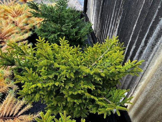 Picea Orientalis 'bergman's Gem' - View 27 from www redcrocus com