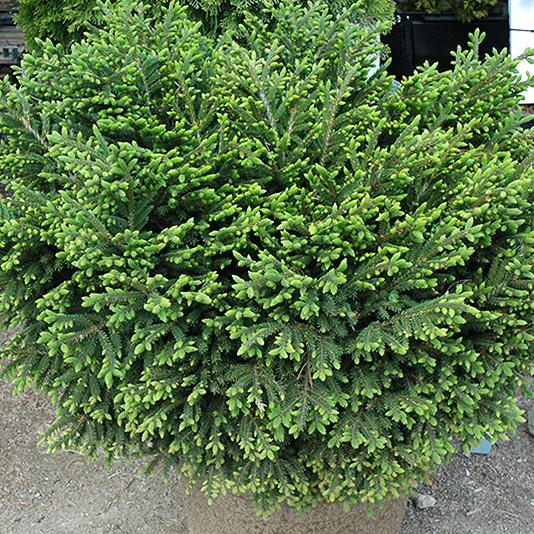 Picea Orientalis 'bergman's Gem' - View 28 from www redcrocus com