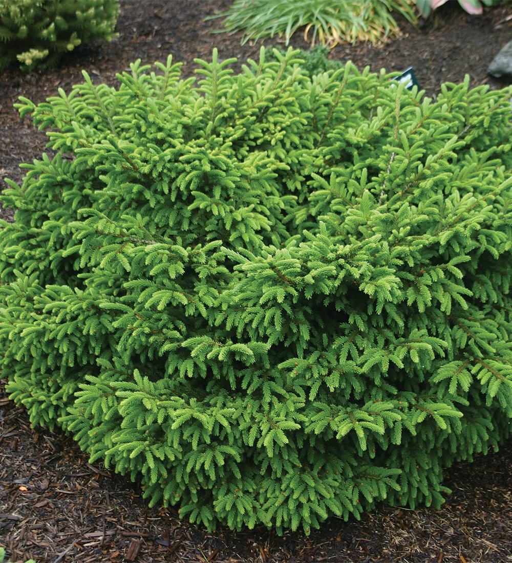Picea Orientalis 'bergman's Gem' - View 29 from www redcrocus com
