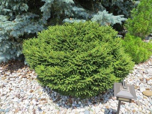 Picea Orientalis 'bergman's Gem' - View 2 from www redcrocus com