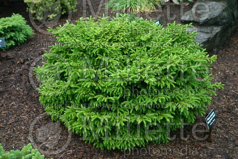 Picea Orientalis 'bergman's Gem' - View 30 from www redcrocus com
