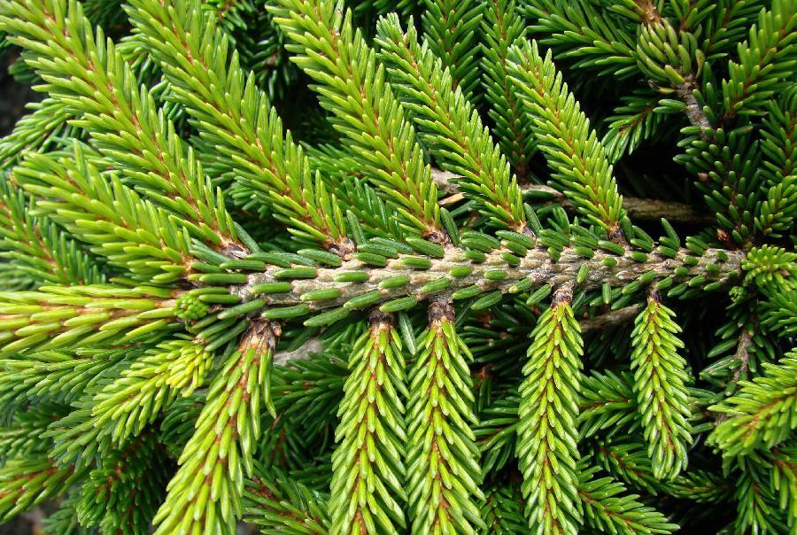 Picea Orientalis 'bergman's Gem' - View 31 from www redcrocus com