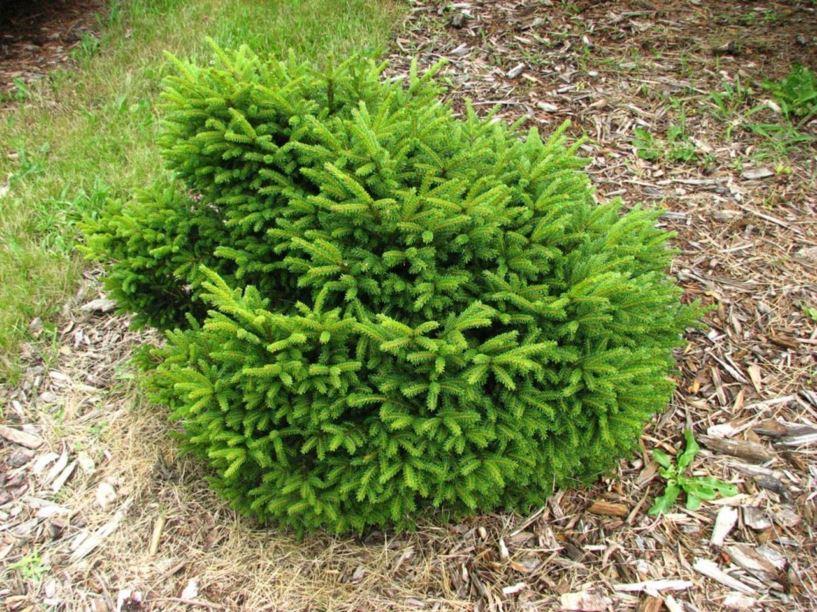 Picea Orientalis 'bergman's Gem' - View 3 from www redcrocus com