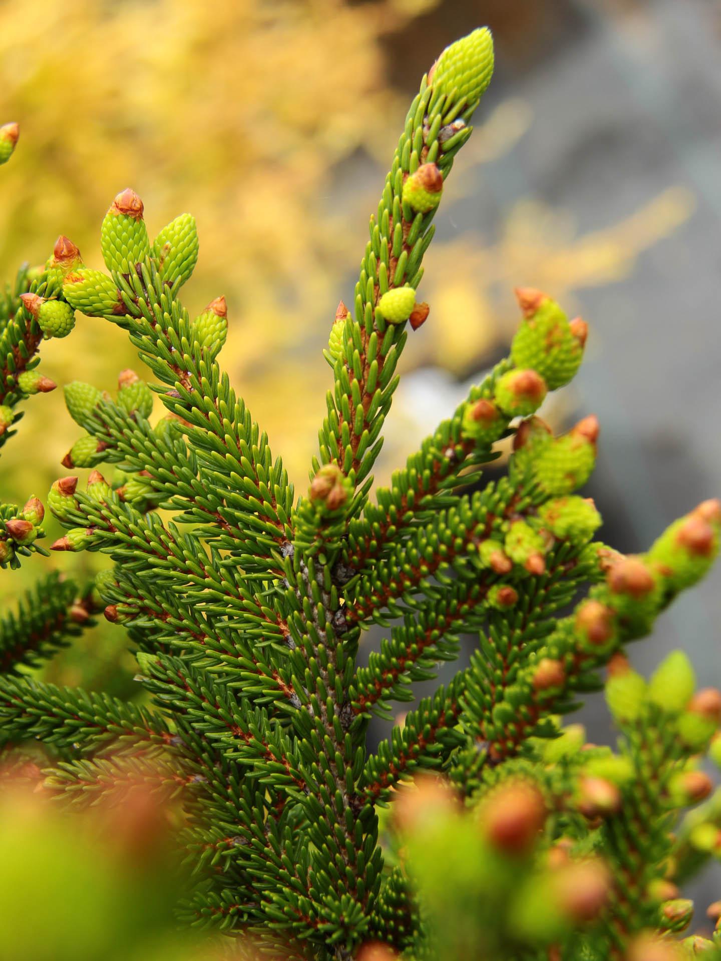 Picea Orientalis 'bergman's Gem' - View 5 from www redcrocus com