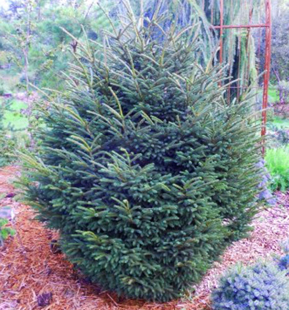 Picea Orientalis 'bergman's Gem' - View 6 from www redcrocus com