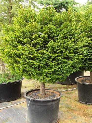 Picea Orientalis 'bergman's Gem' - View 7 from www redcrocus com