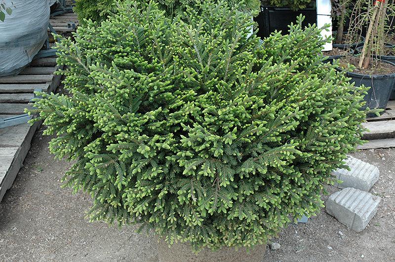 Picea Orientalis 'bergman's Gem' - View 8 from www redcrocus com