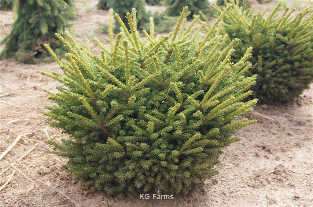 Picea Orientalis 'bergman's Gem' - View 9 from www redcrocus com