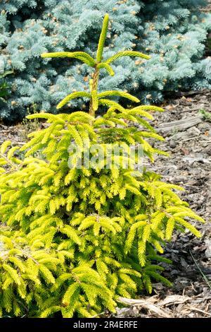 Picea Orientalis Early Gold - View 10 from www redcrocus com