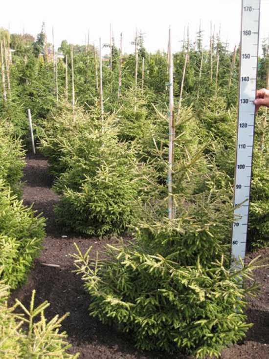 Picea Orientalis Early Gold - View 12 from www redcrocus com