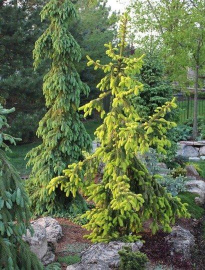 Picea Orientalis Early Gold - View 13 from www redcrocus com