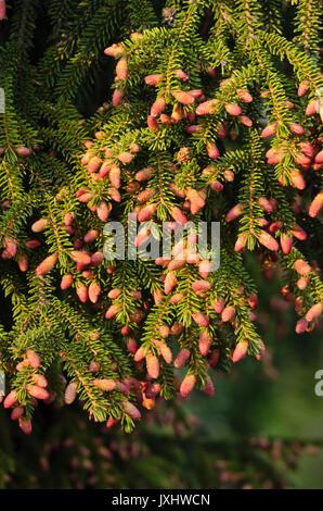 Picea Orientalis Early Gold - View 14 from www redcrocus com