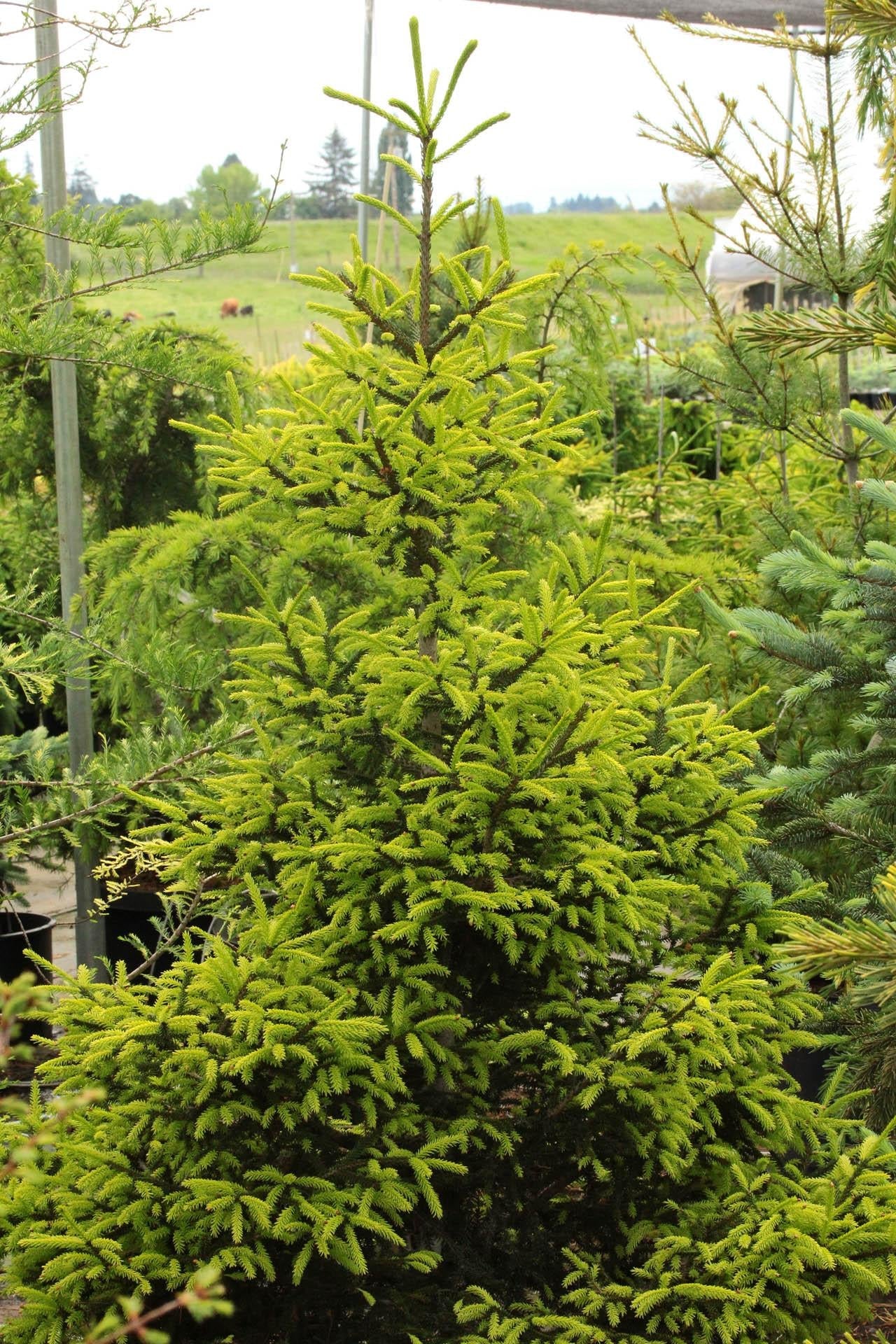 Picea Orientalis Early Gold - View 15 from www redcrocus com
