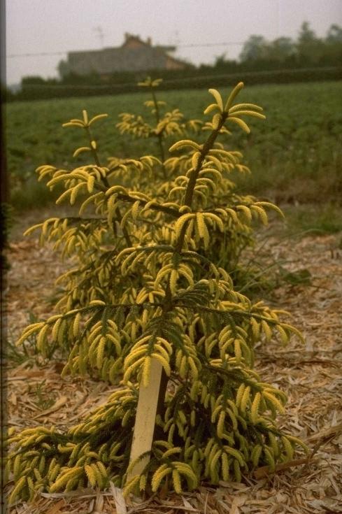 Picea Orientalis Early Gold - View 16 from www redcrocus com