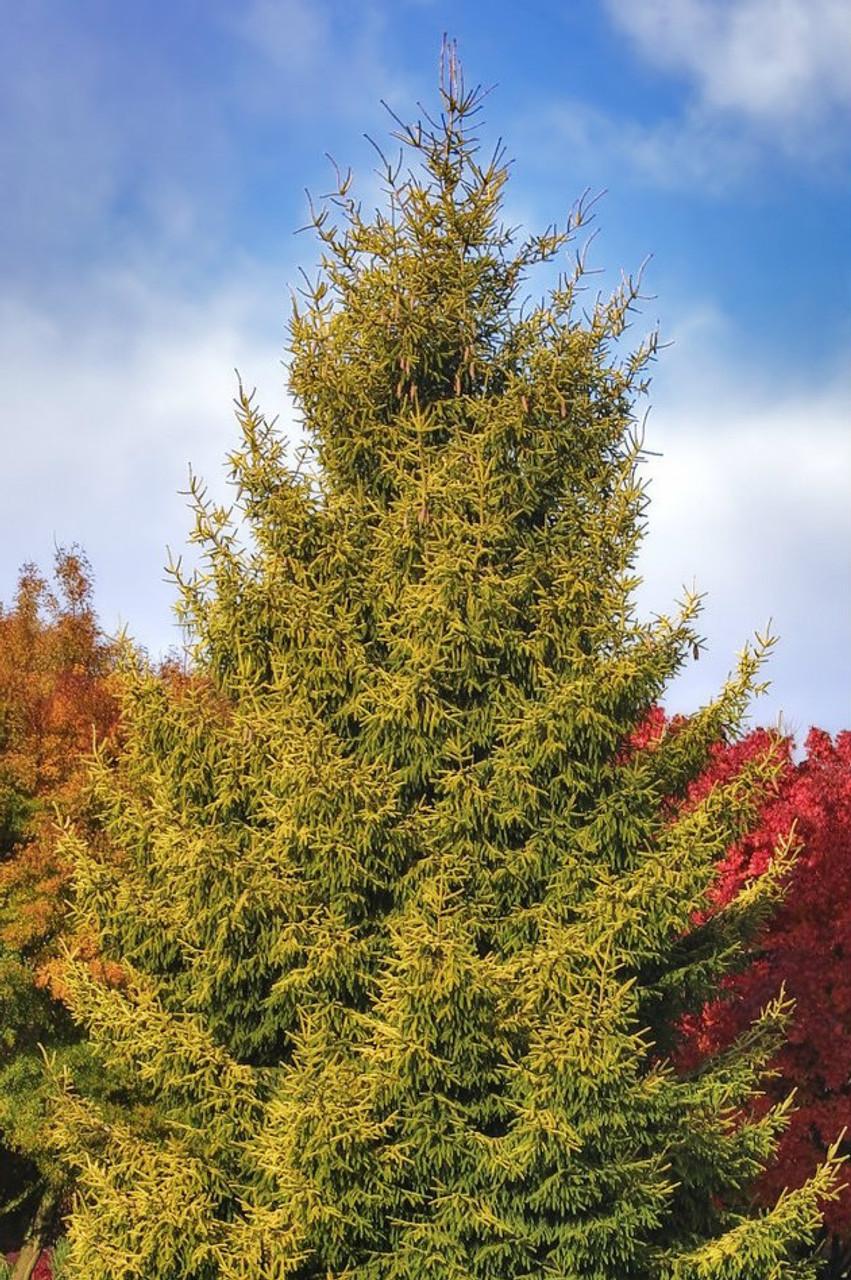 Picea Orientalis Early Gold - View 19 from www redcrocus com