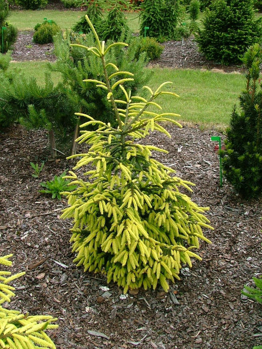 Picea Orientalis Early Gold - View 1 from www redcrocus com