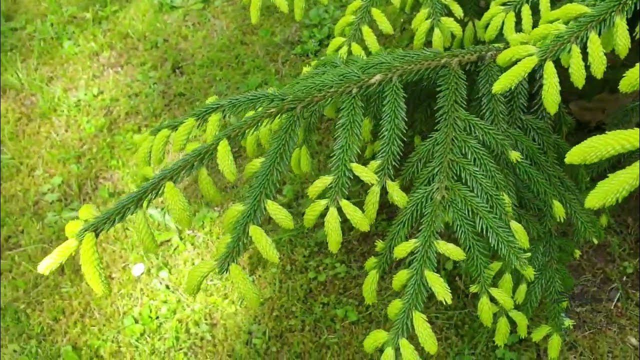 Picea Orientalis Early Gold - View 20 from www redcrocus com