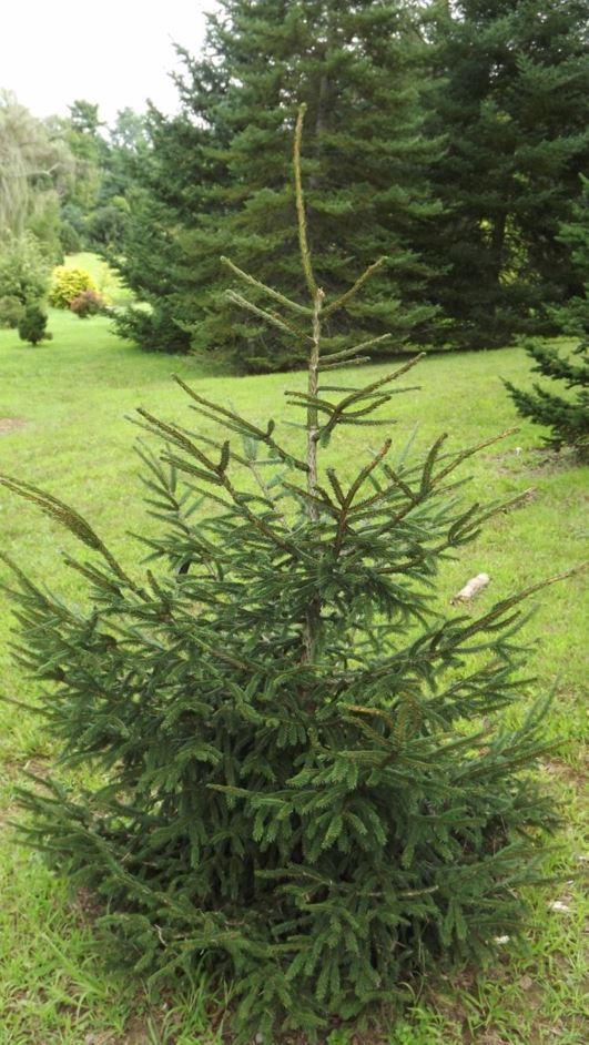 Picea Orientalis Early Gold - View 3 from www redcrocus com