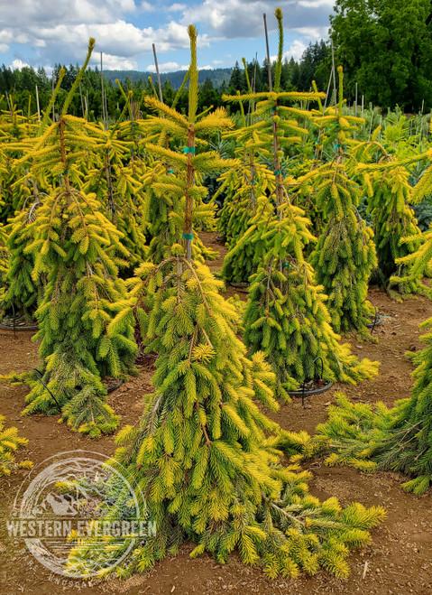 Picea Orientalis Early Gold - View 5 from www redcrocus com