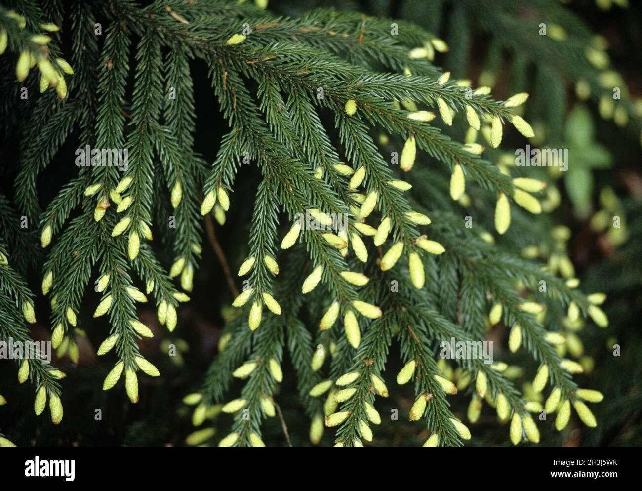 Picea Orientalis Early Gold - View 7 from www redcrocus com