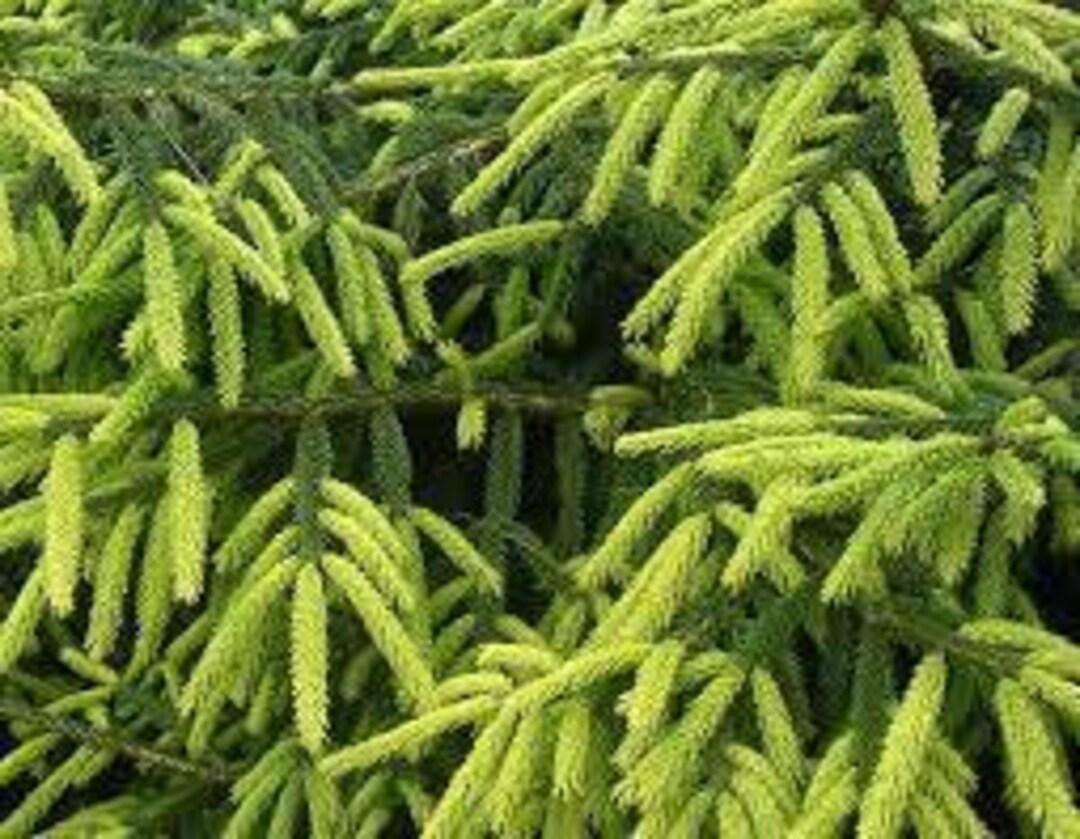 Picea Orientalis Early Gold - View 8 from www redcrocus com