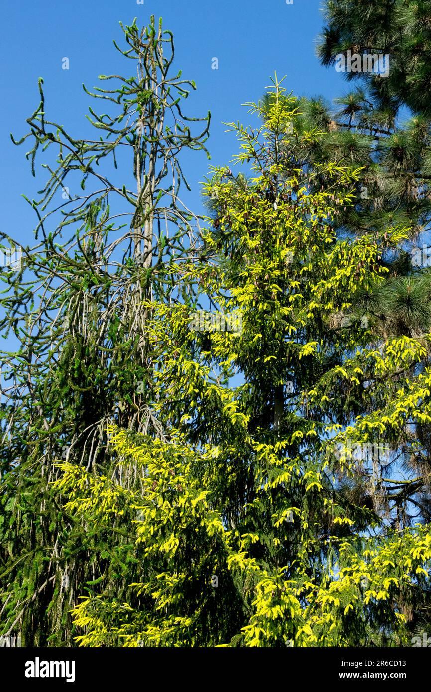 Picea Orientalis Early Gold - View 9 from www redcrocus com